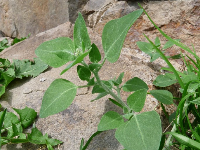 Chenopodium vulvaria