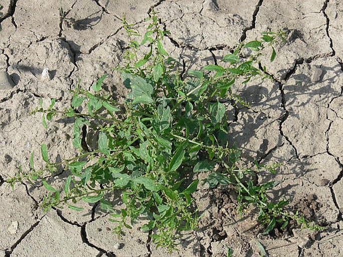 CHENOPODIUM POLYSPERMUM L. – merlík mnohosemenný / mrlík mnohoplodý