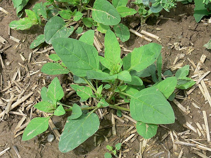 Chenopodium polyspermum