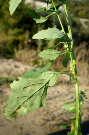 Chenopodium suecicum