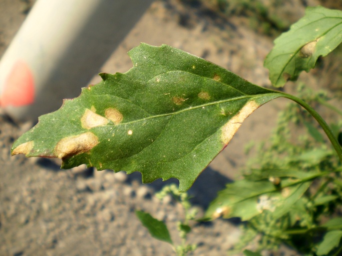 Chenopodium suecicum