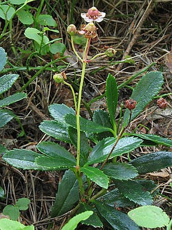 Chimaphila umbellata