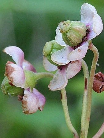 Chimaphila umbellata