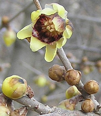 Chimonanthus praecox