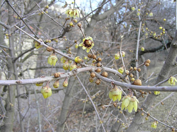 Chimonanthus praecox