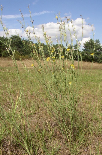 Chondrilla juncea