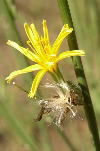 Chondrilla juncea