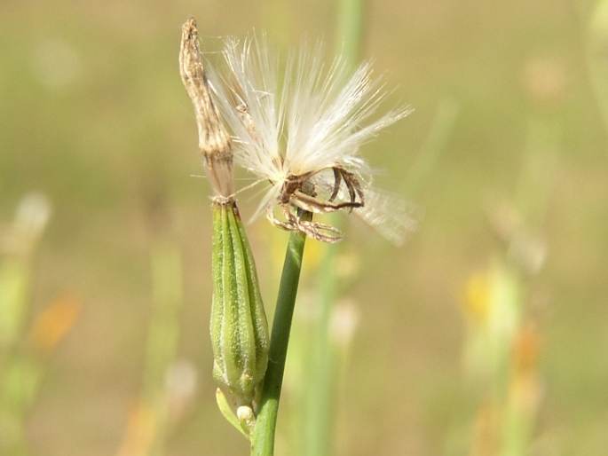 Chondrilla juncea