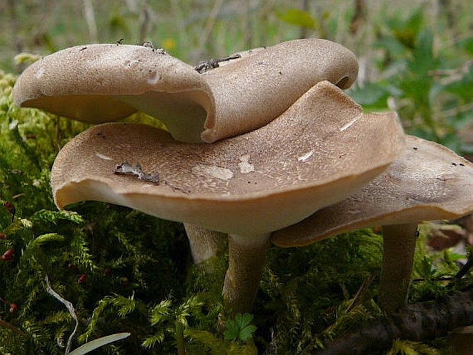 Polyporus ciliatus