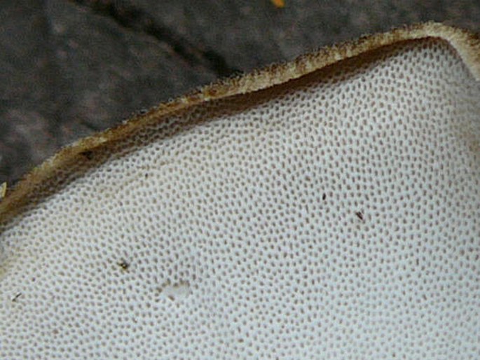 Polyporus ciliatus