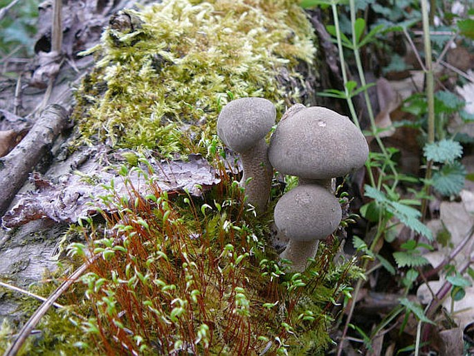 Polyporus ciliatus