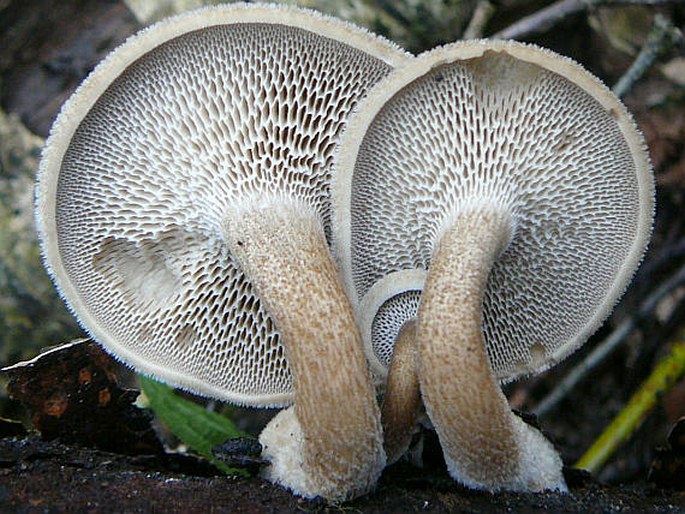 Polyporus arcularius