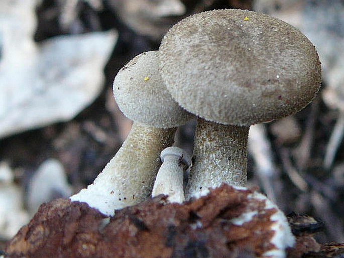 Polyporus arcularius