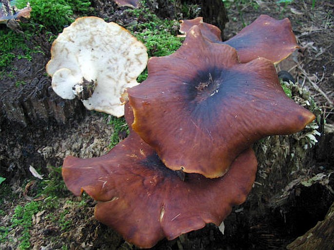 Royoporus badius