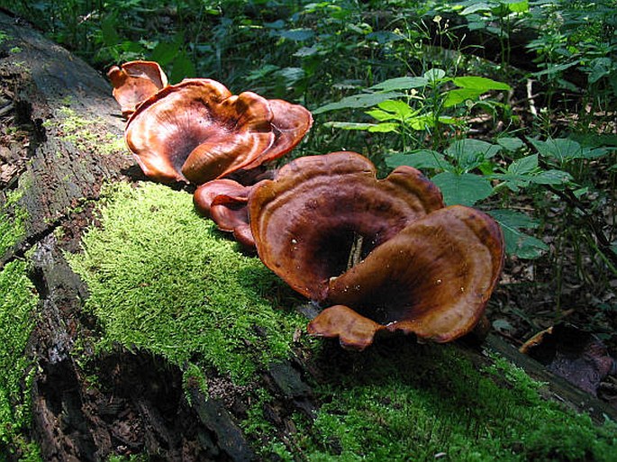 Royoporus badius