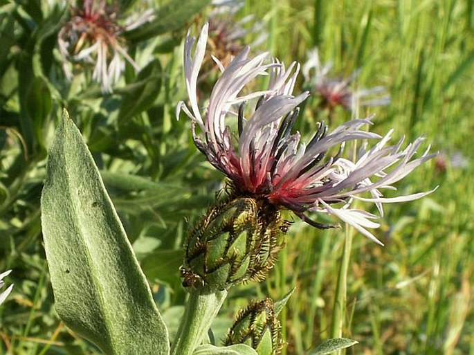 Pražské obrázky: Chrpa chlumní širolistá (Centaurea triumfettii subsp. axillaris)