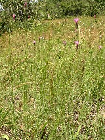 Crupina vulgaris