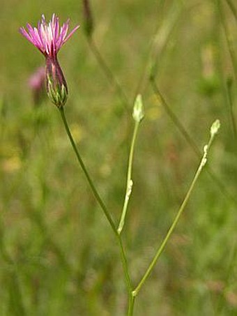 Crupina vulgaris