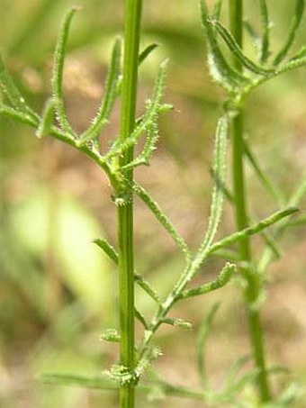 Crupina vulgaris