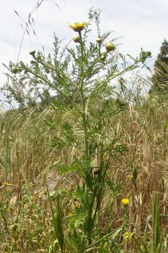 Glebionis coronaria var. discolor