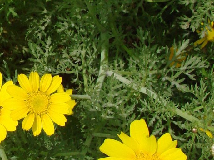 Glebionis coronaria