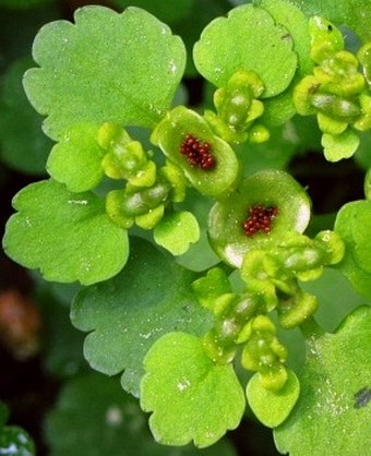 Chrysosplenium alternifolium