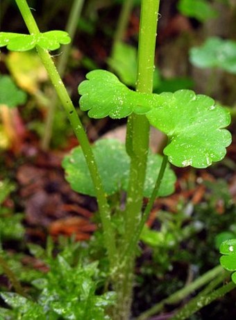 Chrysosplenium alternifolium