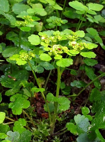 Chrysosplenium alternifolium