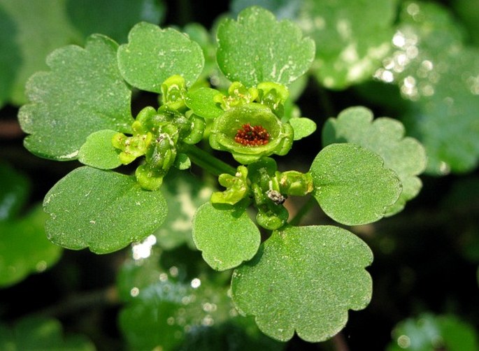 CHRYSOSPLENIUM ALTERNIFOLIUM L. - mokrýš střídavolistý / slezinovka striedavolistá