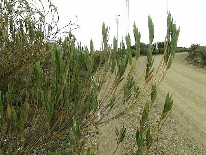 CHUSQUEA SUBTESSELLATA Hitchc.