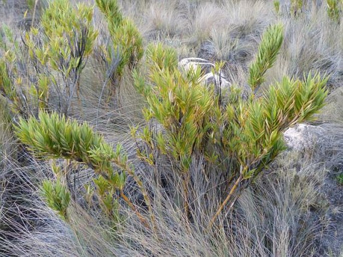 Chusquea subtessellata