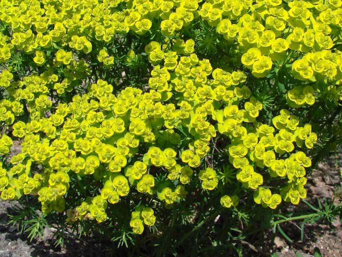 Euphorbia cyparissias