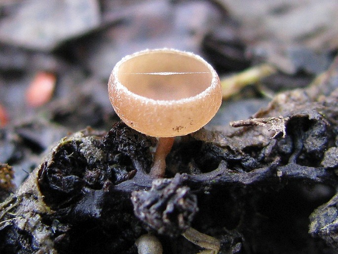 Ciboria amentacea