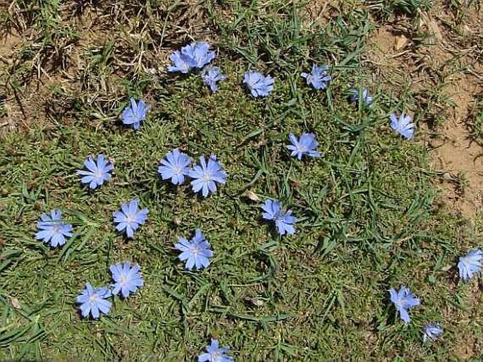 Cichorium bottae