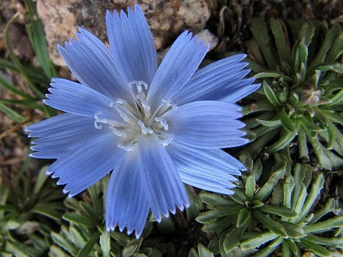 Cichorium bottae