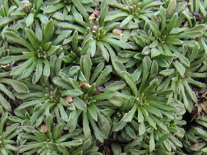 Cichorium bottae