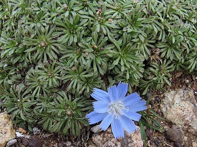 Cichorium bottae