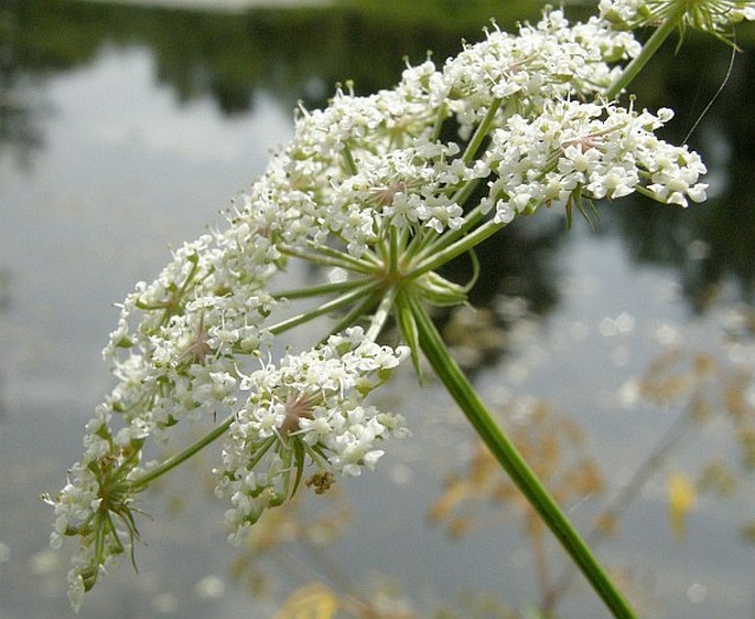 CPeucedanum palustre