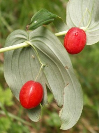 Streptopus amplexifolius