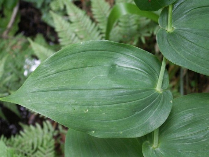 Streptopus amplexifolius