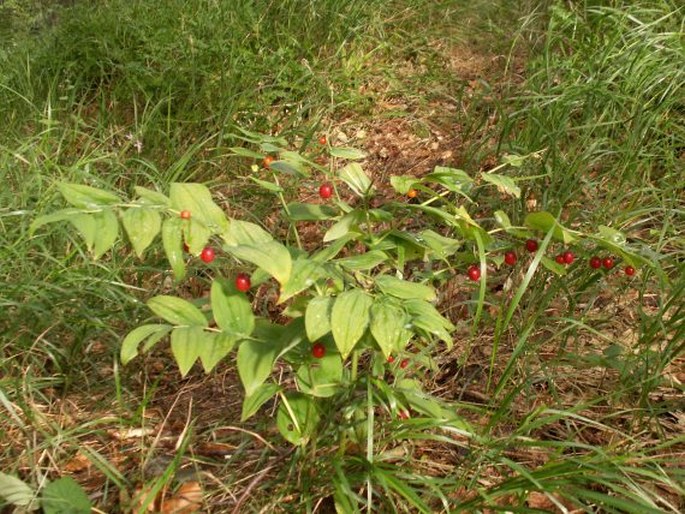 Streptopus amplexifolius