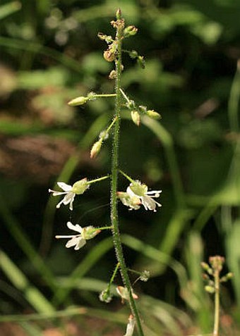 Circaea lutetiana