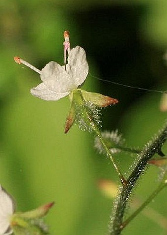 Circaea lutetiana