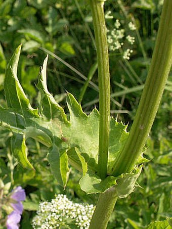 Cirsium oleraceum