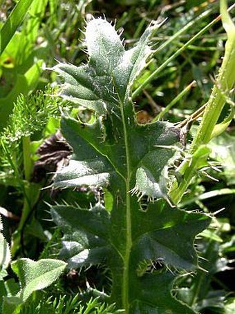 Cirsium acaule