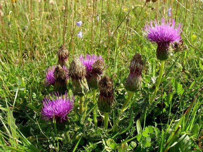 Cirsium acaule