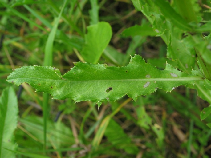 Cirsium arvense