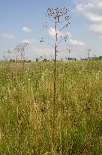 Cirsium brachycephalum