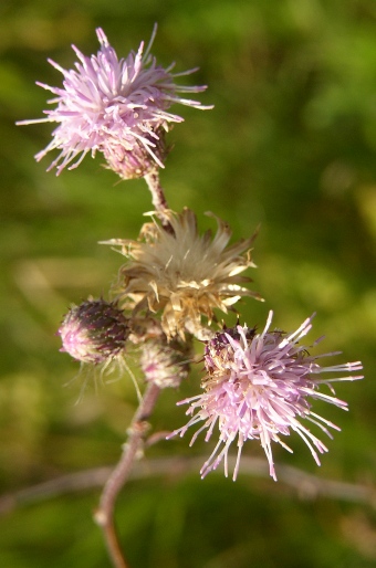 Cirsium brachycephalum