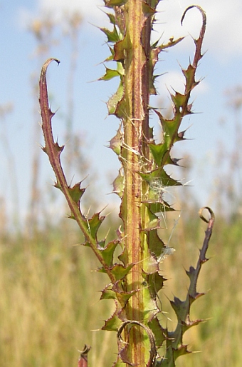 Cirsium brachycephalum